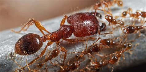 Invasive Big-Headed Ants Pose a Major Threat to a Kenyan Ecosystem - News
