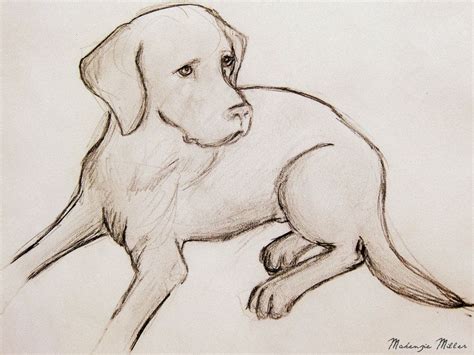 Labrador Drawing by SweetSurrender13 | Dog sketch, Cute dog drawing ...