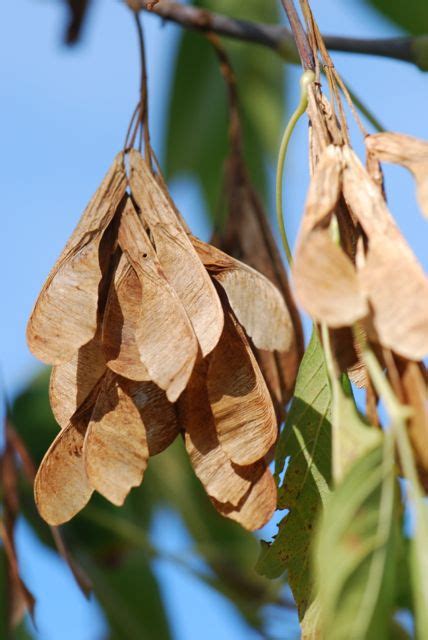 Seed of the Week: Box Elder or Boxelder Maple – Growing With Science Blog