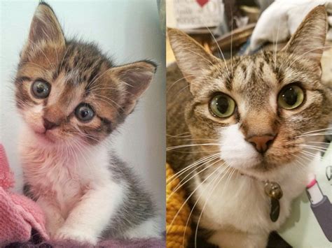 18 before and after photos of adopted cats that will melt your heart ...