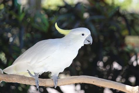 Frosty, an 82-Year-Old Bird, Keeps Wowing the Crowds at Jungle Gardens | Sarasota Magazine