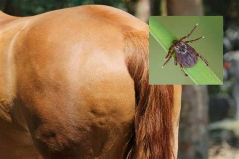 How To Keep Ticks Off Horses? • Support Wild