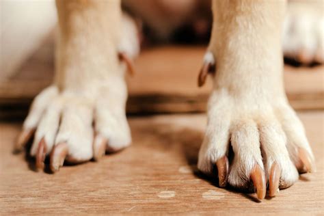 How To Stop a Dog's Nail From Bleeding | Daily Paws