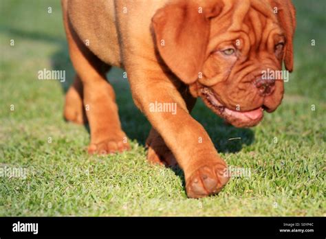 Dogue de Bordeaux puppy Stock Photo - Alamy