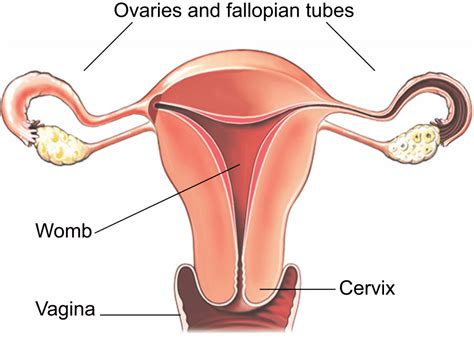 Laparoscopic subtotal hysterectomy | healthdirect