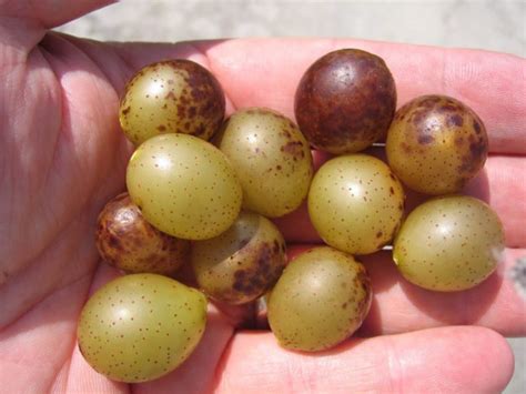 New information on fungicide options for diseases of muscadine grapes | Southern Region Small ...