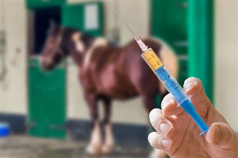 Injectable Omeprazole for Horses - EquiManagement