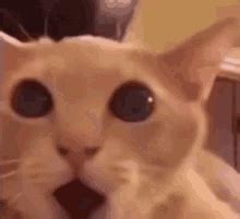 Shocked Cat Meme GIFs | Tenor