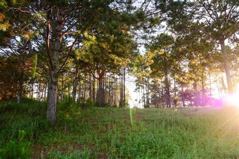 Pine tree forest in sunset stock image. Image of sunset - 69092071