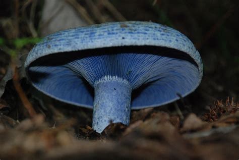 Lactarius indigo, communément connu sous le cap indigo de lait, l'indigo (ou bleu) Lactarius, ou ...