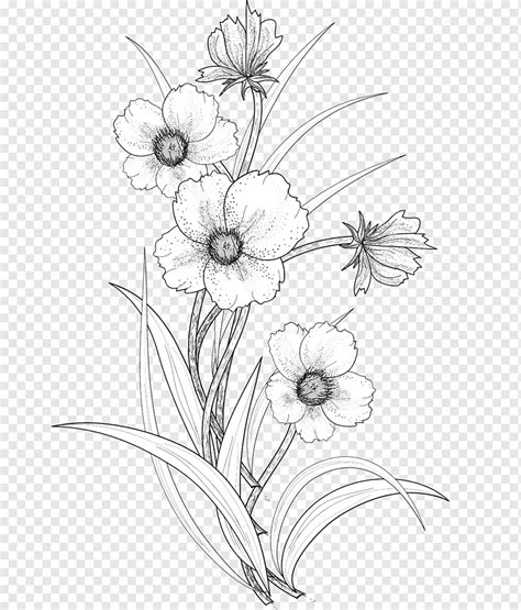 White flowers illustration, Drawing Flower Line art, Line drawing flowers, flower Arranging ...