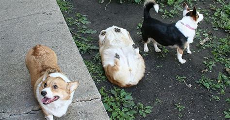 10+ Dog Fails That’ll Make You Feel Guilty For Laughing | Bored Panda