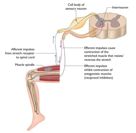 Understanding the Stretch Reflex (or Myotatic Reflex)