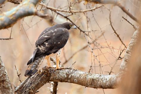 African Hawk-Eagle, between Negele and Mega, Ethiopia 2017… | Flickr