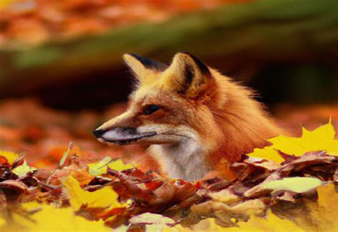 Exploring the Ideal Habitat of Foxes: Everything You Need to Know - FoxAuthority