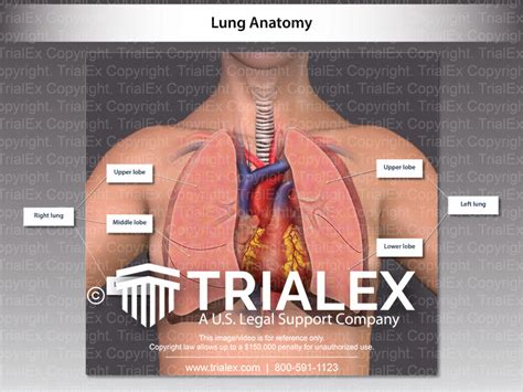 Lung Anatomy - TrialExhibits Inc.