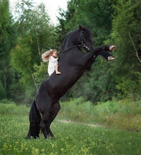 Friesian Horse | Pretty horses, Friesian horse, Horse love