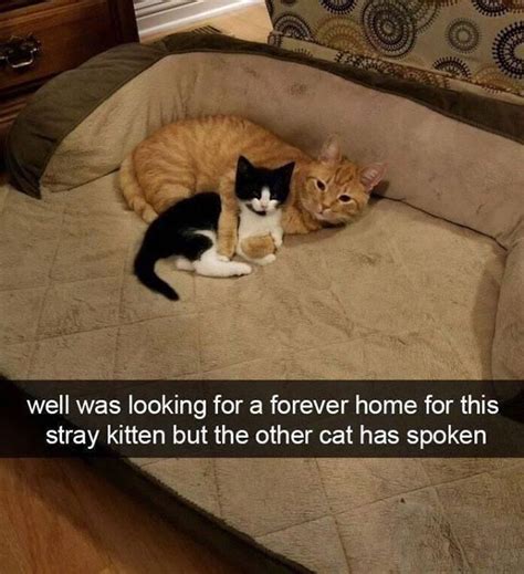 #cats #cute #aww #cat | Funny animal memes, Funny animal pictures, Funny animals