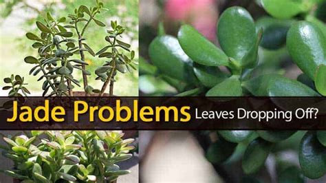 Jade Plant Problems... Leaves Dropping Off?