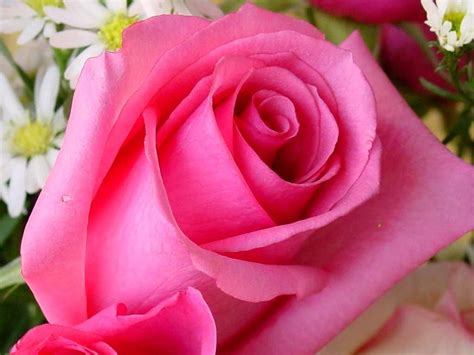 Pink Rose Flower Wallpapers - Wallpaper Cave