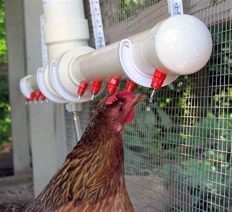Build a DIY Chicken Waterer - Chicken Farmers Union