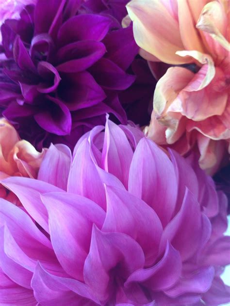 ZsaZsa Bellagio | Purple flowers, Beautiful flowers, Pretty flowers
