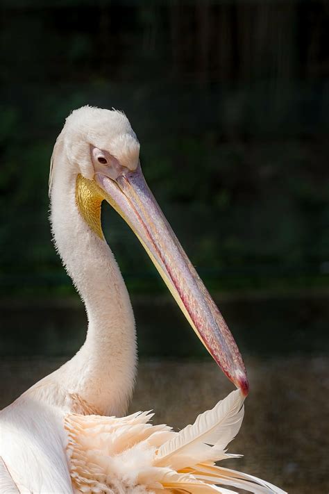 pelican, rosy pelican, great white pelican, pelecanus onocrotalus, bird, winged, feathered ...