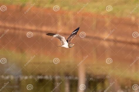 Animal Nacunda Nighthawk in Fly Stock Photo - Image of wildlife, lesser: 287075856