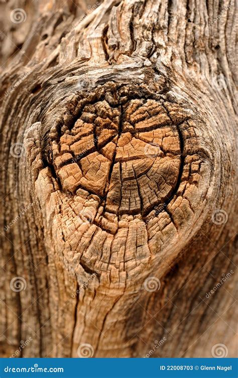 Old Tree With Big Knot Stock Photography | CartoonDealer.com #25400924