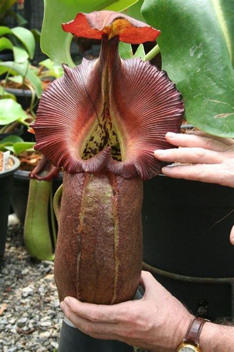 Huge pitcher plant. Carnivorous plants Carnivorous plants ... - - Huge ...