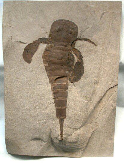 Eurypterus remipes (Scorpions de mer). 175 mm. Arthropoda, Chelicerata (araignées), Merostomata ...