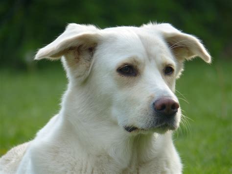 Free Images : pet, portrait, vertebrate, dog breed, white shepherd, dog like mammal, dog breed ...