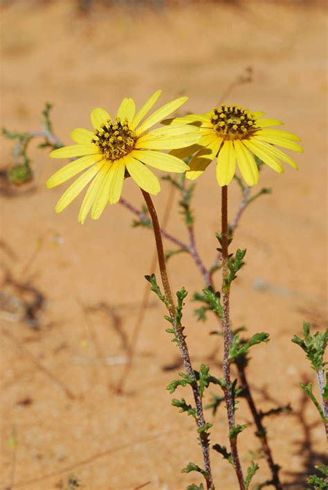 Ursinia anthemoides (L.) Poir. | Plants of the World Online | Kew Science