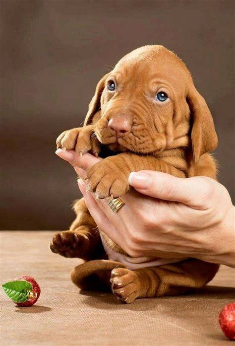 Sign in | Vizsla dogs, Vizsla puppies, Vizsla