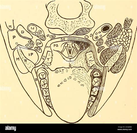 Choanae hi-res stock photography and images - Alamy