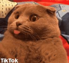 Cat Sticking Tongue Out Gif GIFs | Tenor