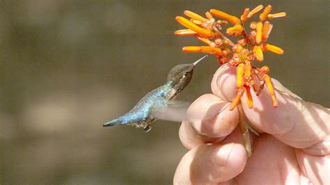 Have A Fascinating Look at the Bee Hummingbird - The World's Smallest Bird