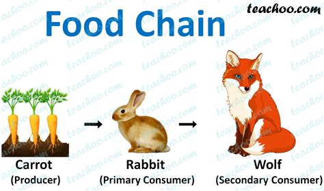 What will happen if we kill all organisms in one trophic level?