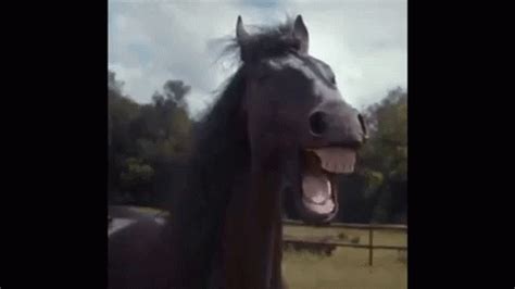 Horse Laugh GIF - Horse Laugh - Discover & Share GIFs