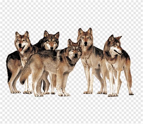 A pack of wolves animals, wolf, animal png | PNGEgg