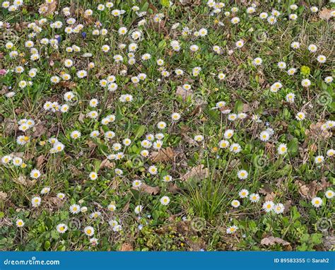 Daisy Lawn. Weeds but Beautiful. Stock Image - Image of flowers, summer: 89583355