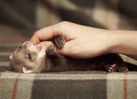 How to Take Care of a Ferret: Ferret Care 101 | PetMD