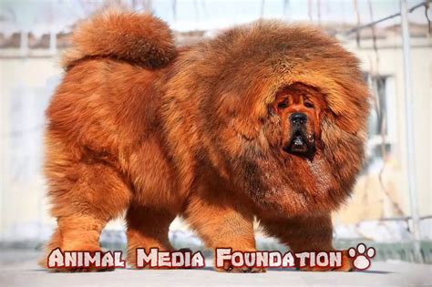 Tibetan mastiff dog breed! - Animal Media Foundation