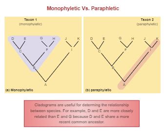 Cladogram vs Phylogenetic Tree | EdrawMax Templates