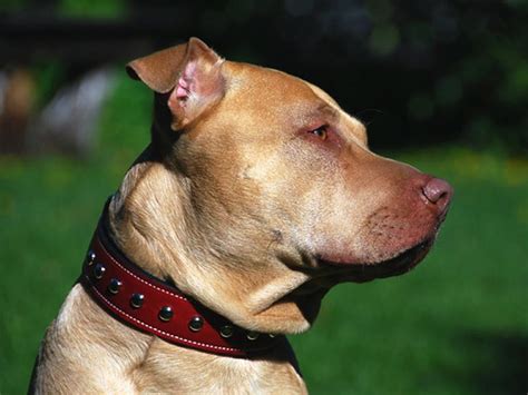 Custom Leather Dog Collars Guide - Leathersmith Designs Inc.