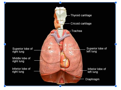 Lung - Anatomy Diagram | Quizlet