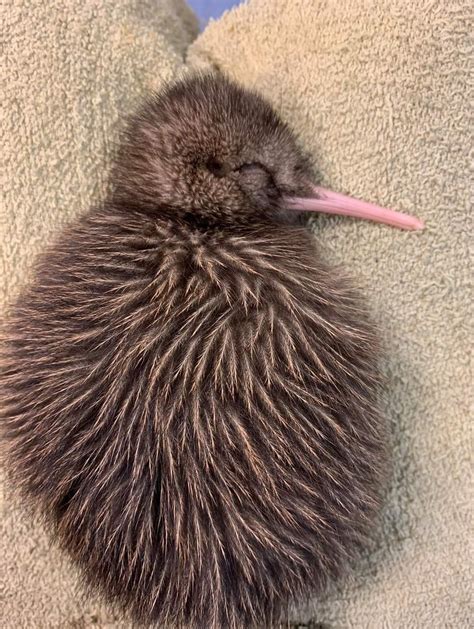 Katie on Twitter | Kiwi (animal), Baby kiwi, Kiwi bird