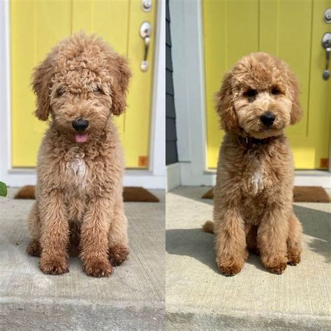 Goldendoodle Haircuts 2023: 11+ Popular Styles for Your Doodle - Pets Nurturing