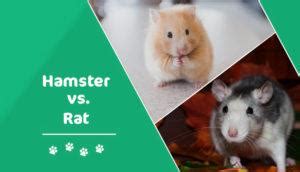 Hamster vs Rat: Which Pet Should You Get? (With Pictures) | Pet Keen