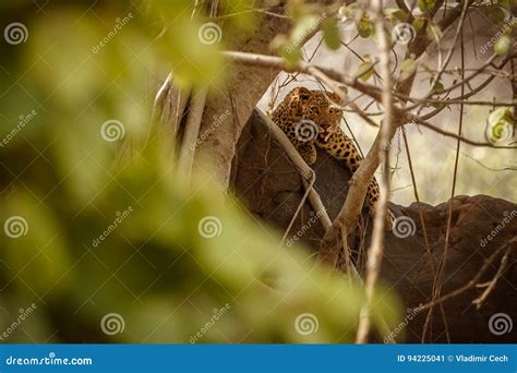 Indian Leopard in the Nature Habitat. Leopard Resting. Stock Image - Image of kotiya, lankan ...